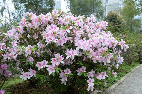 杜鵑花中毒怎麼辦|杜鵑花